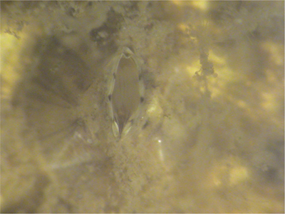 Fig. 11.