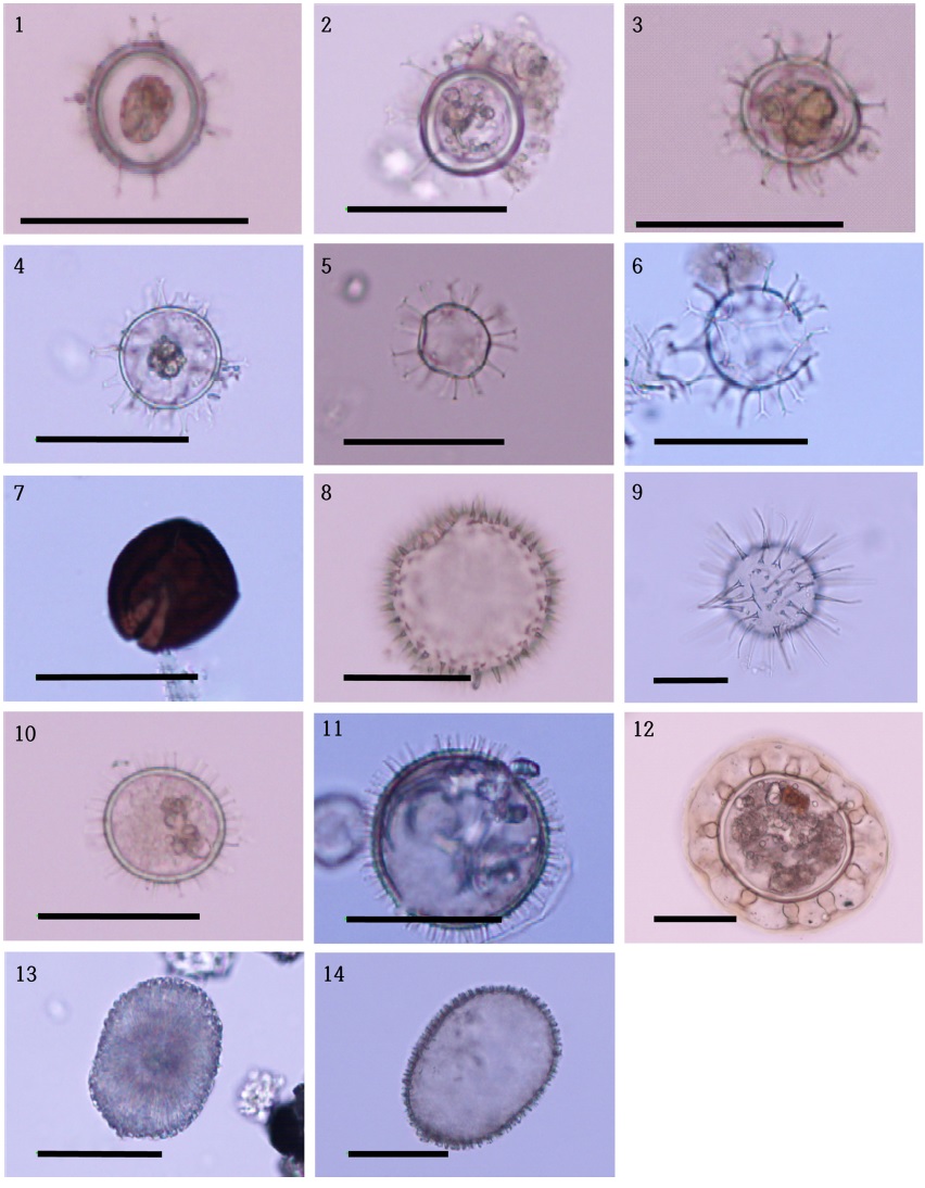Plate 1. Plate 1.