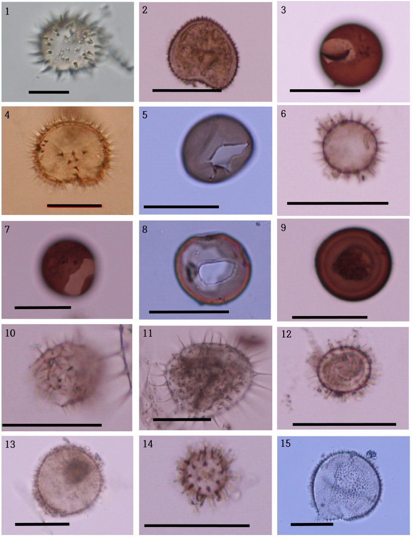 Plate 2. Plate 2.