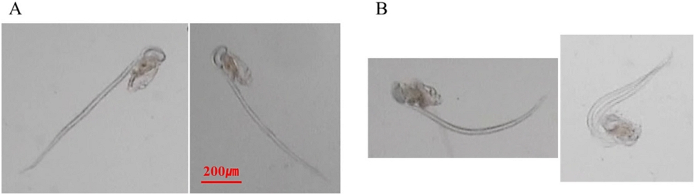 Fig. 8. Fig. 8.