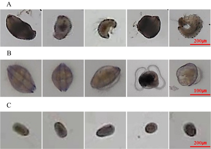 Fig. 10. Fig. 10.