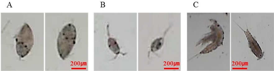 Fig. 11. Fig. 11.