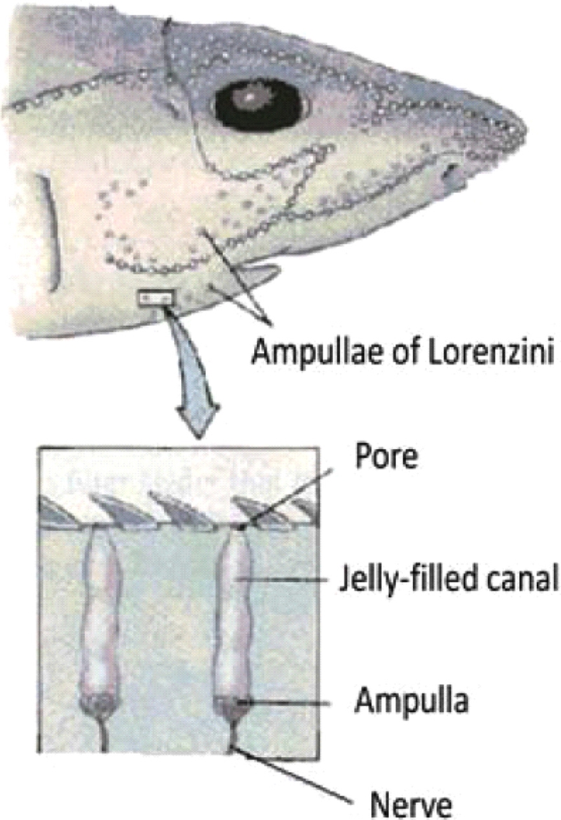 Fig. 3. Fig. 3.